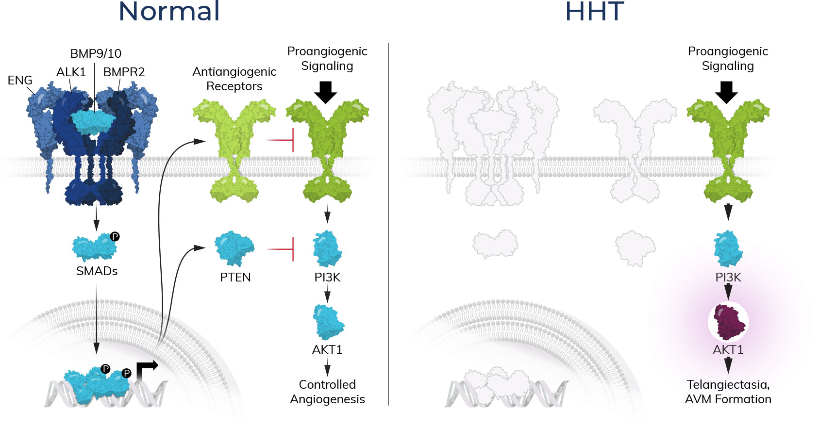 Pathway in HHT diagram
